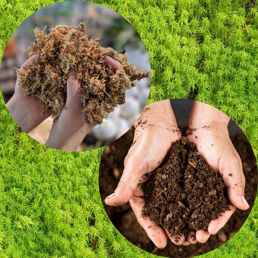 Sphagnum Moss or Peat Moss: What Is the Difference? - Norrsoil