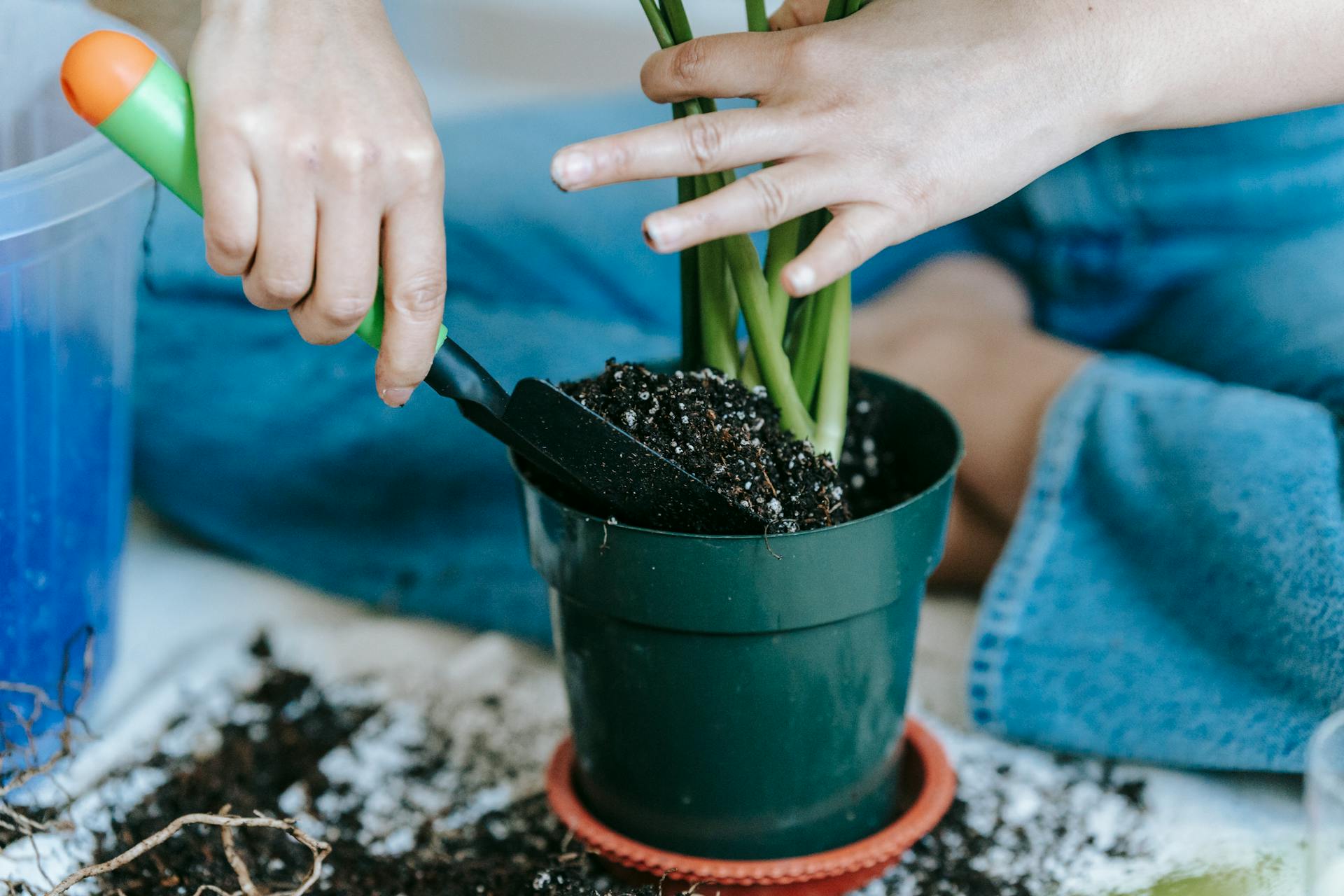 Top 5 Best Plant Food for Houseplants - Norrsoil
