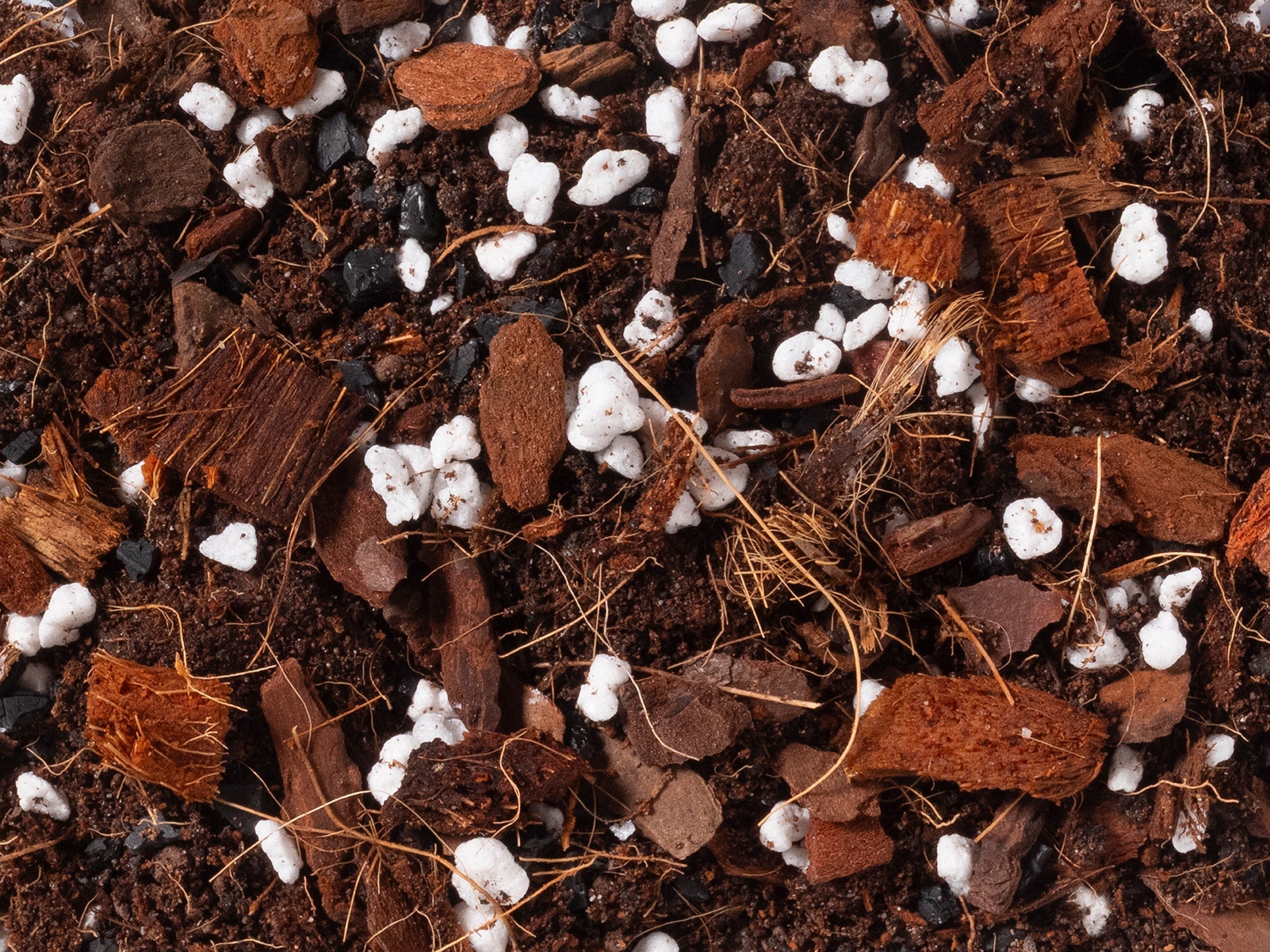 Anthurium Mix - Norrsoil