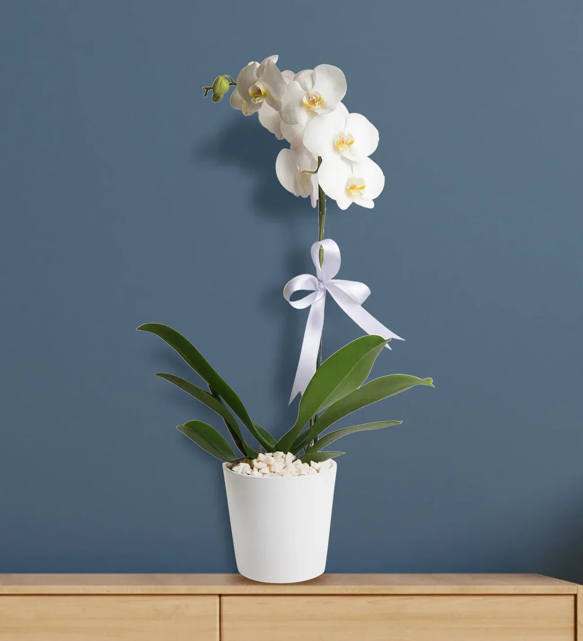 How to Use Orchid Potting Mix Correctly: Improve Orchid Care the Right Way - Norrsoil