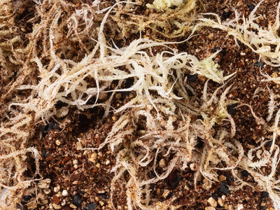 Carnivorous Plant Mix - Norrsoil