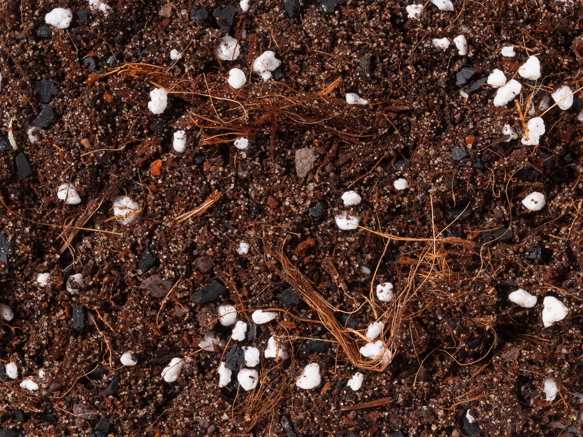 Ficus Mix - Norrsoil