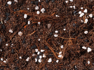 Ficus Mix - Norrsoil