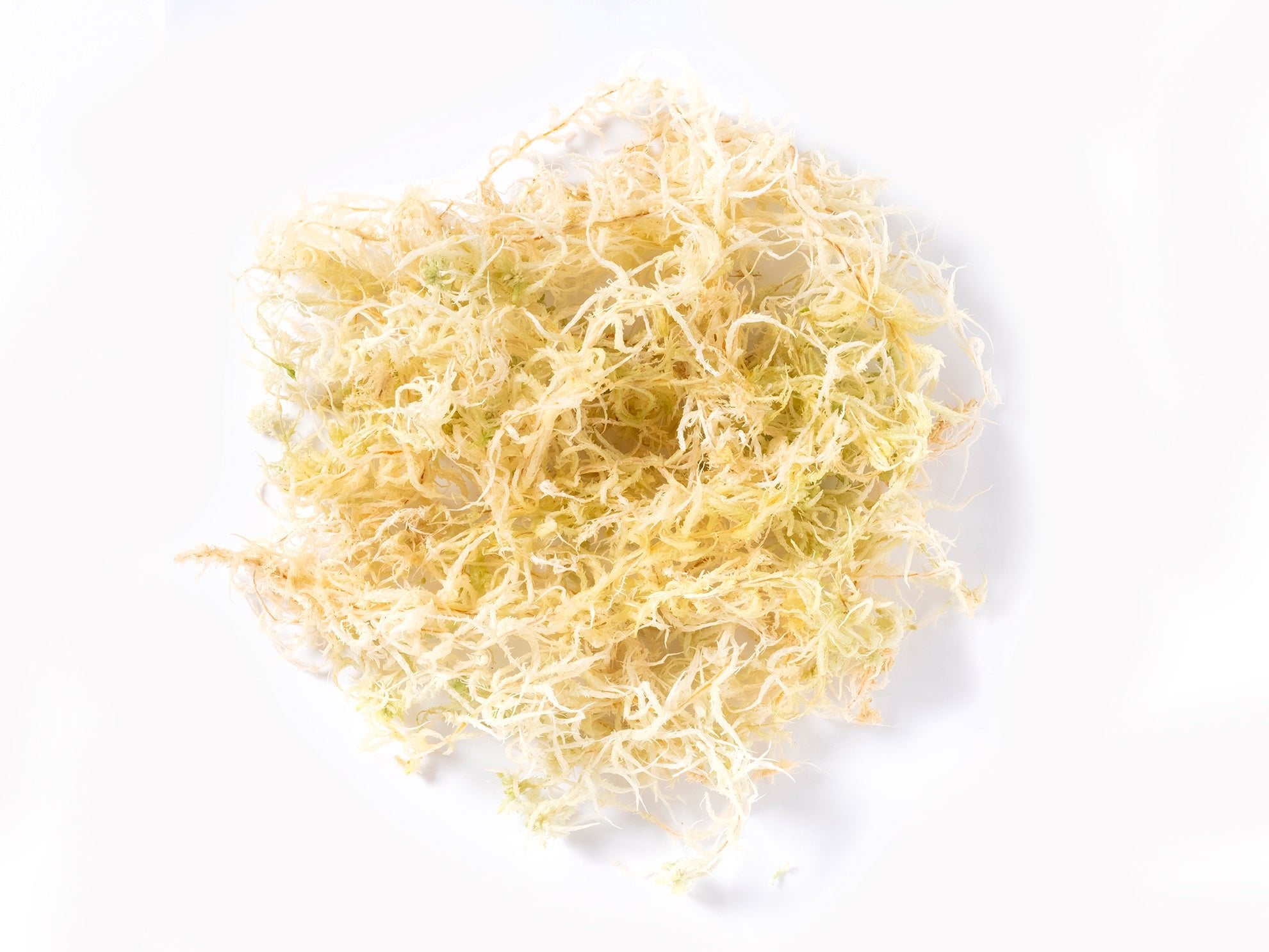 Sphagnum Moss (Indoor Grown Sphagnum) - Norrsoil