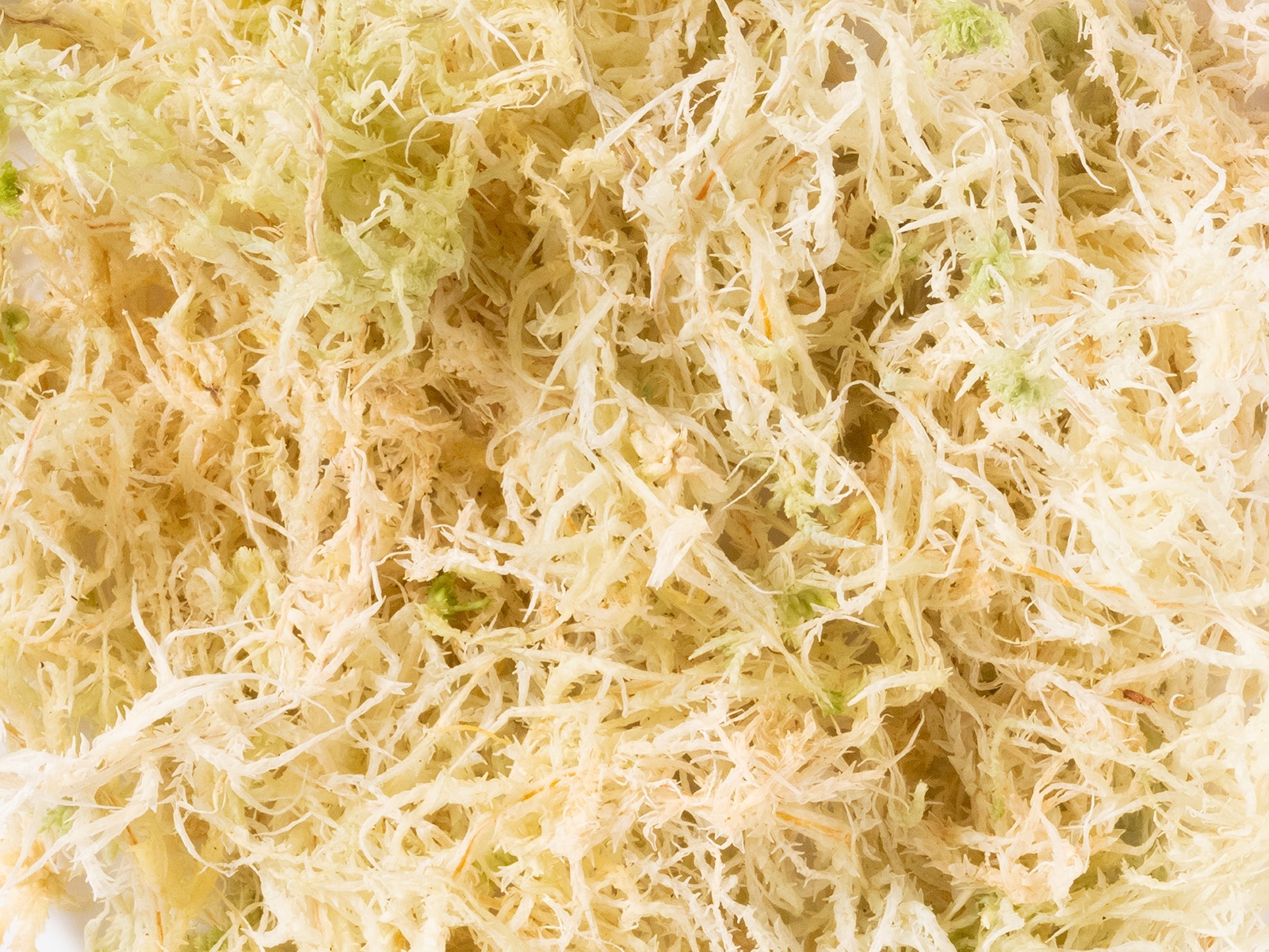 Sphagnum Moss (Indoor Grown Sphagnum) - Norrsoil