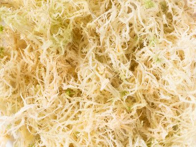 Sphagnum Moss (Indoor Grown Sphagnum) - Norrsoil