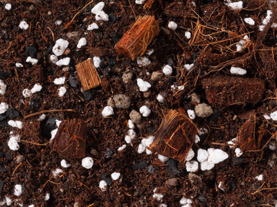Syngonium Mix - Norrsoil