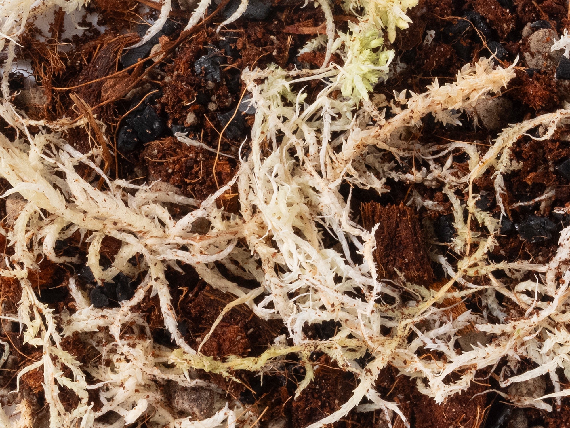 Terrarium Mix - Norrsoil